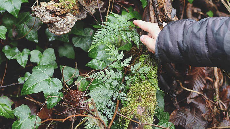 Carnet album artisanal herbier